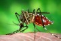 74 municpios eram considerados infestados pelo mosquito Aedes aegypti