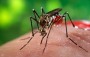 So Jos do Cedro fechou 2017 com 74 focos do mosquito Aedes Aegypti detectados