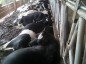 Catorze vacas leiteiras morreram eletrocutadas em Faxinal dos Guedes, aqui no Oeste de Santa Catarina, na manh de tera-feira