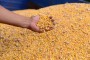 Epagri de So Jos do Cedro abre perodo de inscries para o programa troca-troca de semente de milho