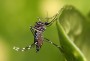 Guaruj do Sul reativa sala de situao para monitorar proliferao do mosquito Aedes aegypti