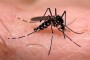 Guaruj do Sul registra nmero de focos do mosquito Aedes aegypti trs vezes maior em janeiro