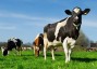 Extremo Oeste  o bero dos melhores criadores de bovinos do Estado de Santa Catarina