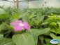 Casa Familiar Rural de So Jos do Cedro: mudas de flores que embelezam e encantam