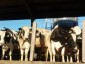 Perspectivas de baixa no preo pago pelo litro de leite desanimam produtores da regio