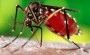 Encontrado novo foco do Mosquito da Dengue em So Jos do Cedro