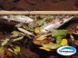 Polcia Ambiental indica que peixes mortos nas proximidades de Linha Santo Isidoro, interior de So Jos do Cedro, podem ter sido envenenados