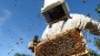 Epagri de So Jos do Cedro promove oficina de capacitao sobre apicultura