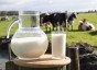Oeste  responsvel por 75% do leite produzido em Santa Catarina