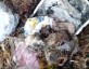 Moradores denunciam descarte irregular de lixo s margens do Rio Cedro