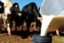 Cooperflor tem apostado na industrializao de produtos como forma de agregar valor ao leite vendido pelos associados