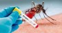 Em meio a uma epidemia de dengue, São José do Cedro registra 1.175 casos desde o início deste ano
