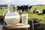Guaruj do Sul movimentou pelo menos 13 milhes de reais com a venda de leite